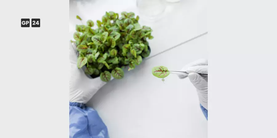 Climate Biotechnology 2024: Analyzing Commercial Carbon Capture, GMO Crop Performance, and Regulatory Realities