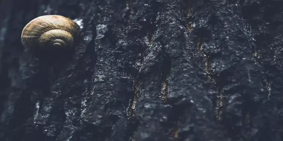 pandemic organizational resilience strategies