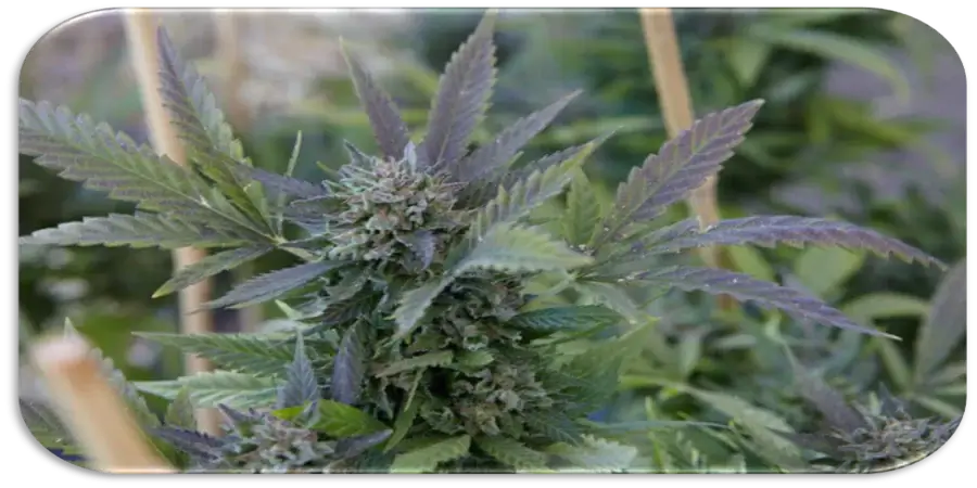 industrial hemp agriculture analysis