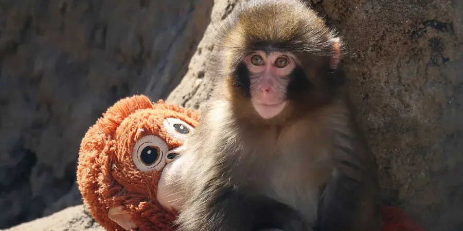 Punch the Monkey